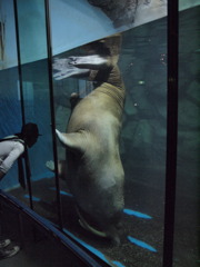 海獣の奇行