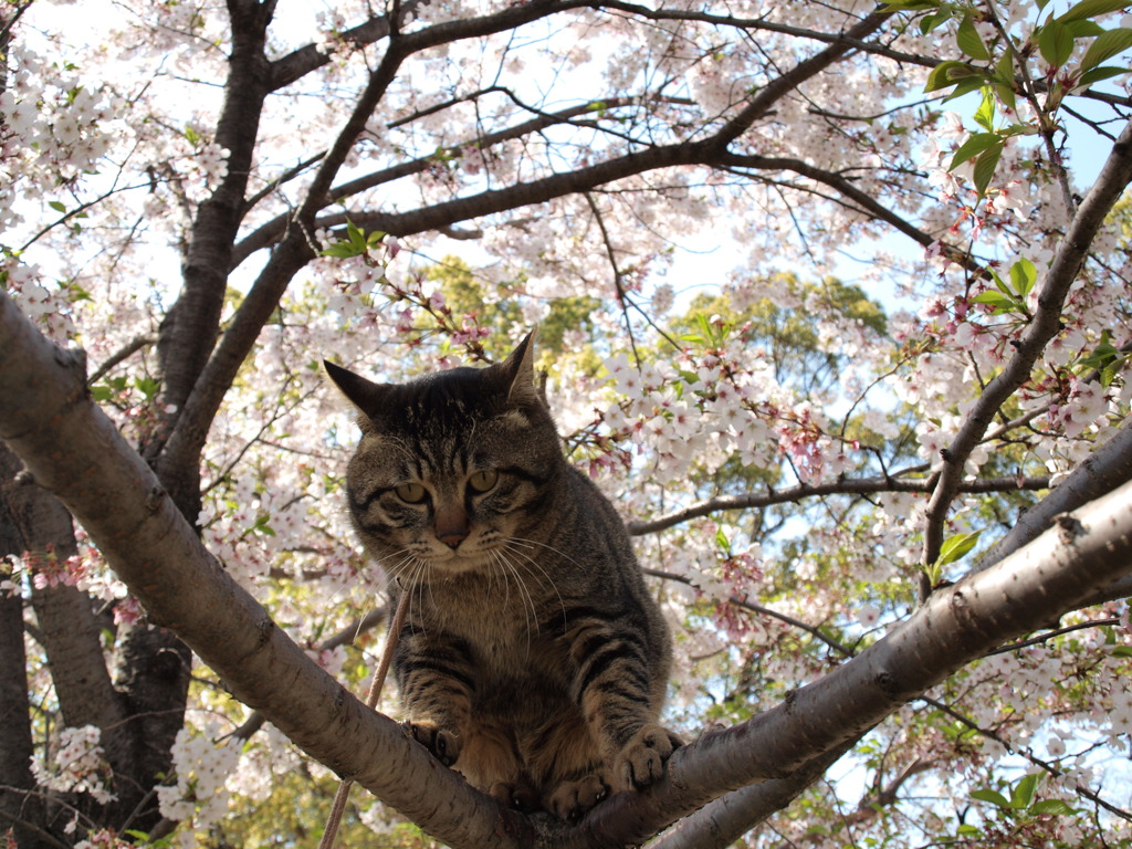 囚われのねこ