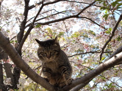 囚われのねこ