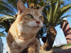 江ノ島ねこ