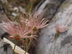 ある高山植物の近影