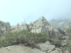 ある高山植物