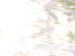 光と地面と私と