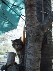 長靴ははかない主義のねこ