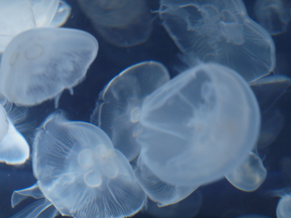 jelly, jelly, jelly