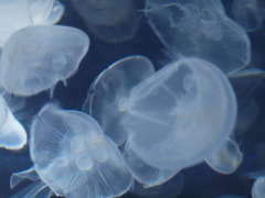 jelly, jelly, jelly