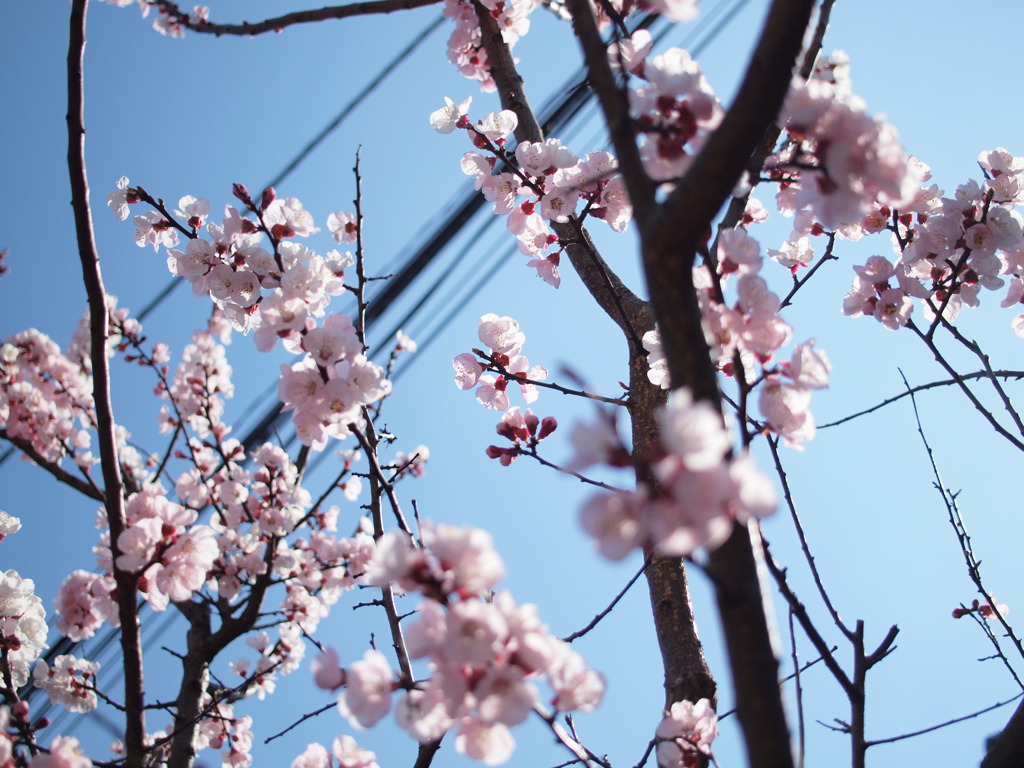 桜