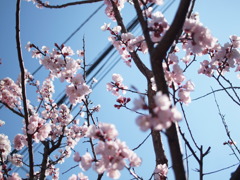 桜