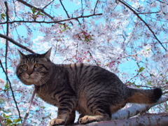 お立ち台