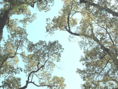komorebi