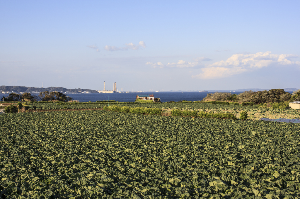 田園風景1