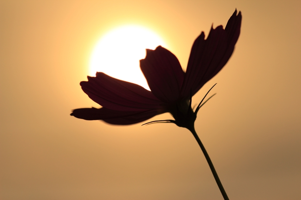 秋桜１