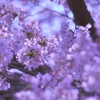 桜夢