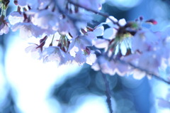 桜　”ありのままに”
