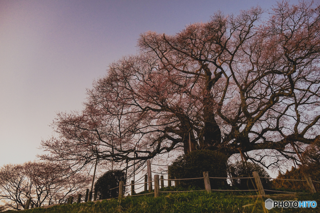 醍醐桜 
