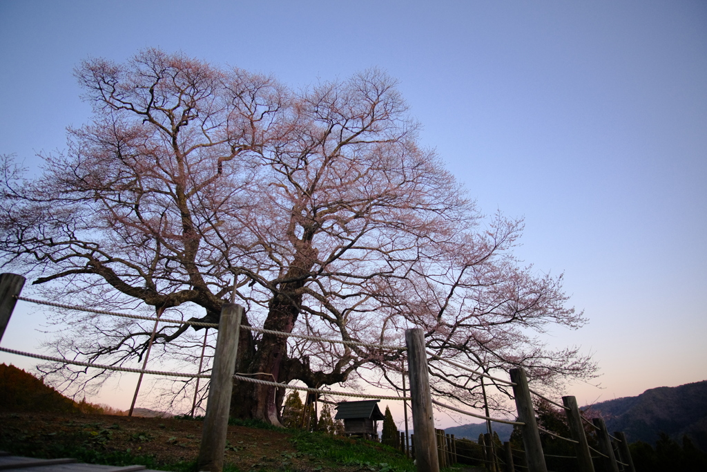 千年桜の記憶