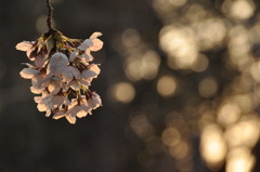 桜　”かげろう”