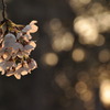 桜　”かげろう”