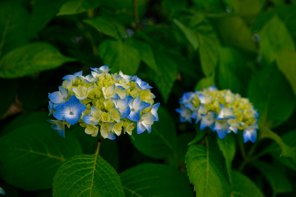 紫陽花
