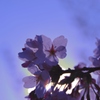 桜に抱かれて