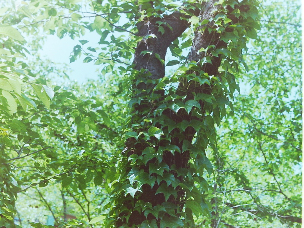 もじゃもじゃ
