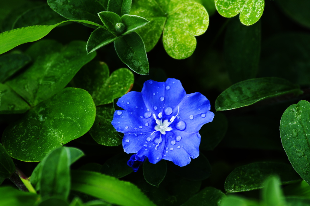 繊細