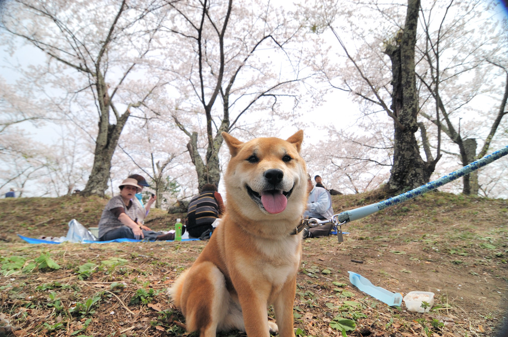 花見のワン助