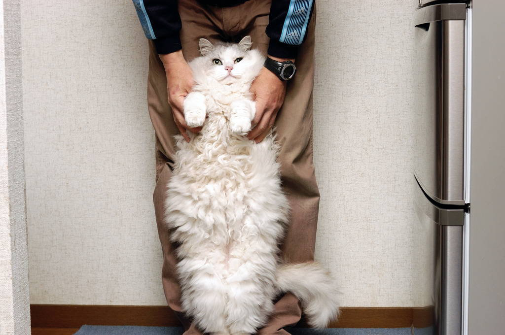 捕獲された猫星人