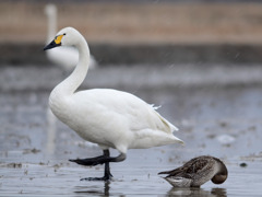 カモと白鳥