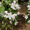 林檎の花