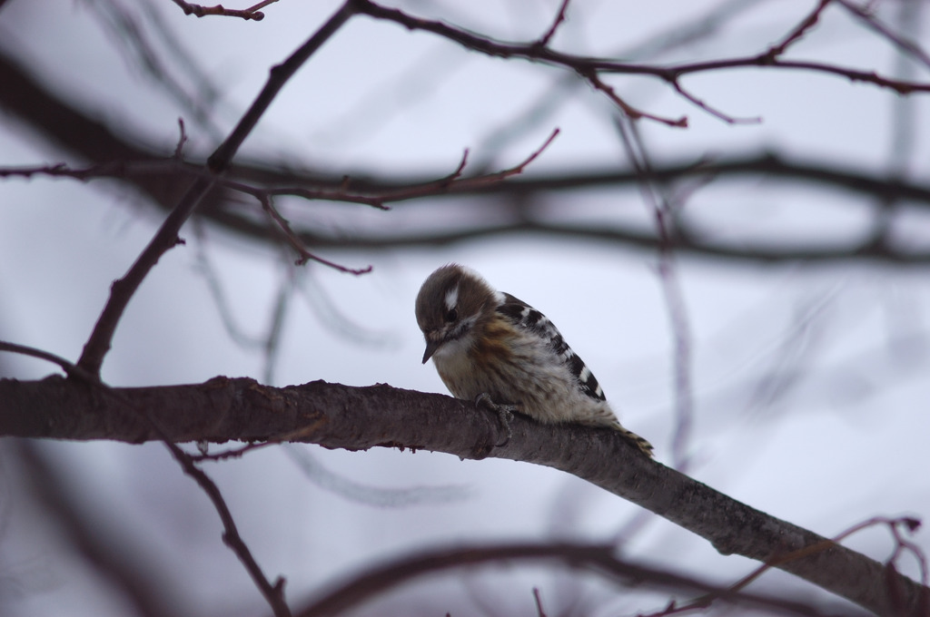 庭に来た野鳥