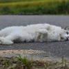 道路で寝たら危ないよ