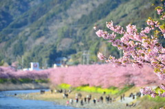 もう春ですね