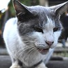 ライオンの仲間