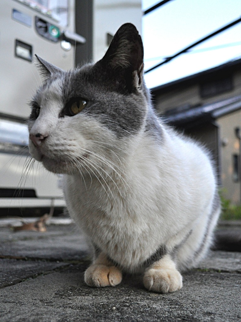 ネコ