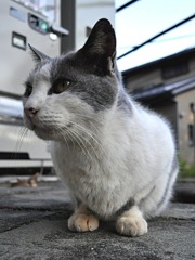 ネコ