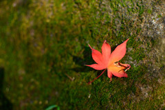 紅葉
