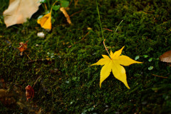 紅葉