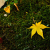 紅葉