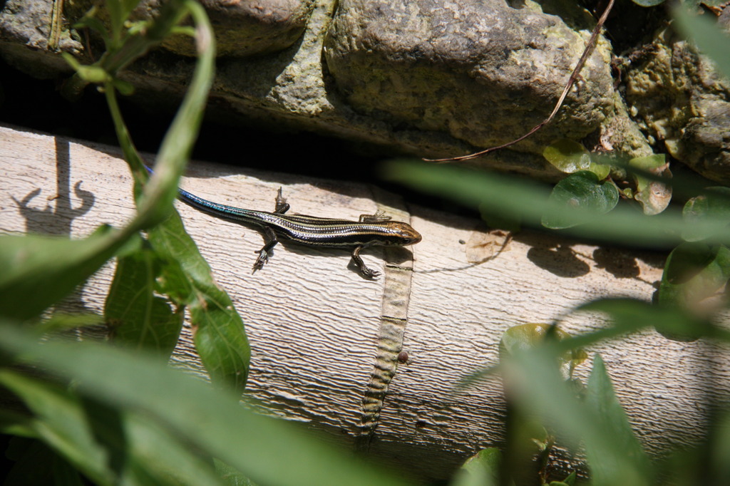 あっ!見つかってもうた!
