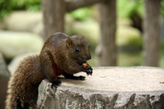 公園におったリス