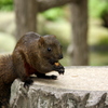 公園におったリス