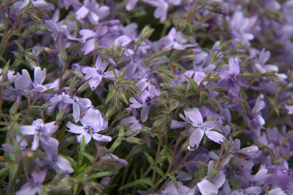 青い芝桜