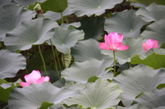 蓮の花の季節です