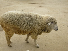 「どうせ、ワタシの身体が目当てなんでしょ。いいわよ、剥ぎなさいよッ！」