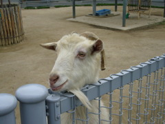 「この姿勢が一番楽。」