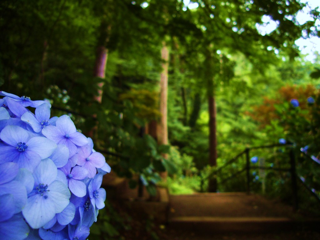 紫陽花祭り