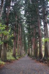 樹齢数百年の杉並木