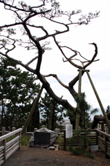 天女の羽衣
