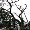 天女の羽衣